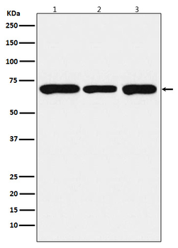 PCK2 Rabbit Monoclonal Antibody