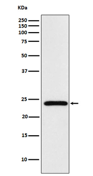 Mad2L2 Rabbit Monoclonal Antibody
