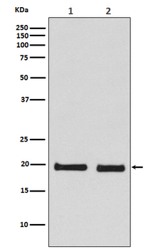Skp1 Rabbit mAb Antibody