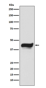 IKB epsilon Rabbit mAb Antibody