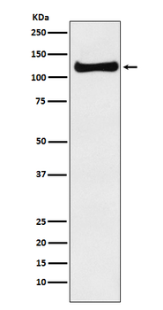 USP10 Rabbit mAb Antibody