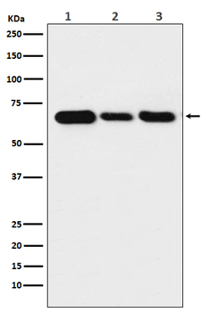 Lamin B2 Rabbit mAb  [KD Validated]