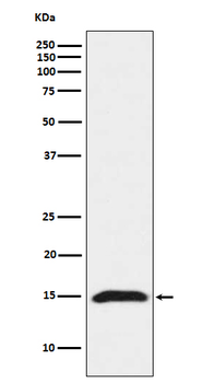 Fragilis Rabbit Monoclonal Antibody