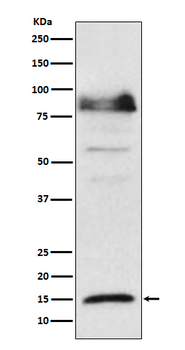 ISG15 Rabbit mAb Antibody