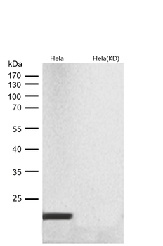 Ferritin Heavy Chain Rabbit mAb [KD Validated] Antibody