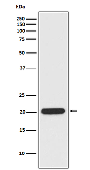 Ferritin Heavy Chain Rabbit mAb [KD Validated] Antibody