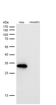 NDUFS3 Rabbit mAb [KD Validated] Antibody