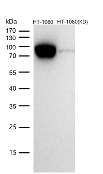 MCM7 Rabbit mAb [KD Validated]