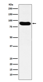 MCM7 Rabbit mAb [KD Validated]