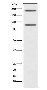 Complement C4 A Rabbit Monoclonal Antibody