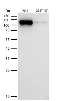 Eg5 Rabbit mAb [KD Validated] Antibody