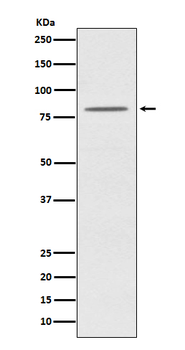 OPA1 Rabbit mAb Antibody