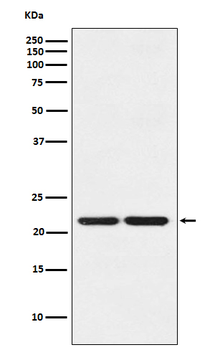 HP1 gamma Rabbit mAb Antibody