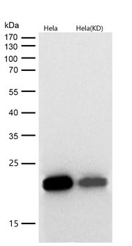 Cyclophilin F Rabbit mAb [KD Validated] Antibody