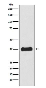 Follistatin Rabbit mAb Antibody