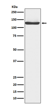JAK3 Rabbit Monoclonal Antibody