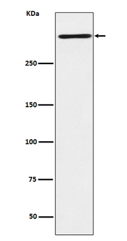 Reelin Rabbit Monoclonal Antibody