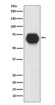 CD55 Rabbit mAb Antibody