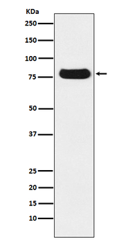 Nuclear Matrix Protein p84 Rabbit Monoclonal Antibody