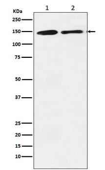 mSin3A Rabbit mAb Antibody