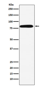 Calpain 2 Rabbit Monoclonal Antibody