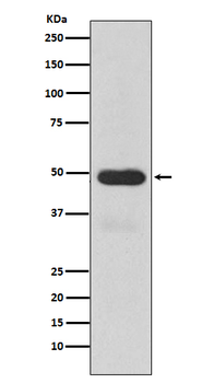 Cytochrome P450 3A4 Rabbit Monoclonal Antibody