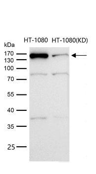 Rad50 Rabbit mAb [KD Validated] Antibody
