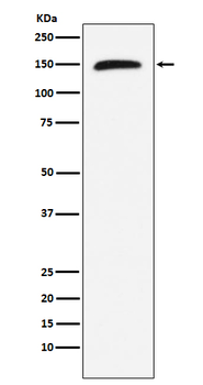 Rad50 Rabbit mAb [KD Validated] Antibody
