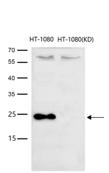 HMGB2 Rabbit mAb [KD Validated] Antibody