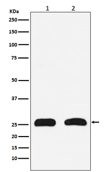 HMGB2 Rabbit mAb [KD Validated]