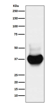 BST2 Rabbit mAb Antibody