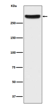IP3 Receptor Rabbit Monoclonal Antibody