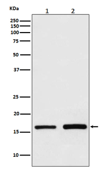 GPX4 Rabbit Monoclonal Antibody