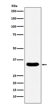 DAZL Rabbit Monoclonal Antibody