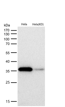 APE1 Rabbit mAb [KD Validated]