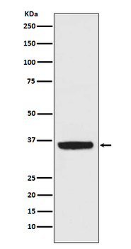 APE1 Rabbit mAb [KD Validated]