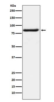 Bag3 Rabbit mAb [KD Validated]