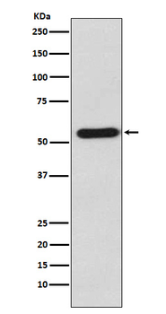Staufen Rabbit Monoclonal Antibody