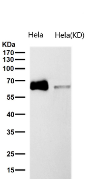 CDT1 Rabbit mAb Antibody