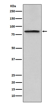 Periostin Rabbit mAb Antibody