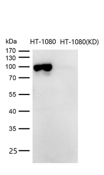 Sortilin Rabbit mAb [KD Validated] Antibody