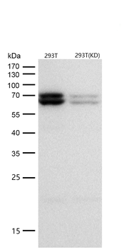 Atg16L1 Rabbit mAb [KD Validated]