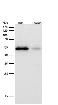 Atg4C Rabbit mAb [KD Validated] Antibody