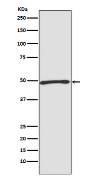 Atg4C Rabbit mAb [KD Validated]