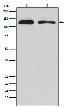 ULK1 Rabbit mAb Antibody