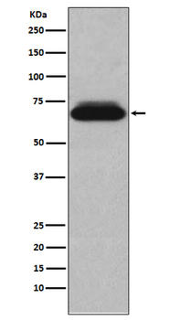 NUR77 Rabbit mAb Antibody