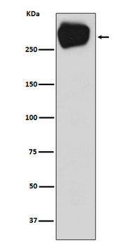MRP1 Rabbit mAb Antibody