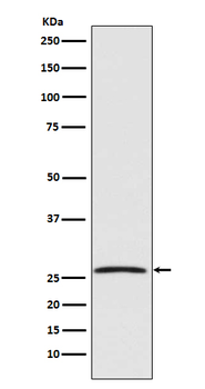 GDNF Rabbit Monoclonal Antibody