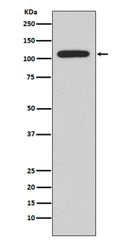 NFAT2 Rabbit Monoclonal Antibody