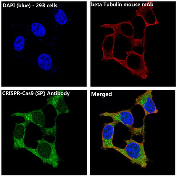 CRISPR-Cas9 SP Rabbit mAb Antibody